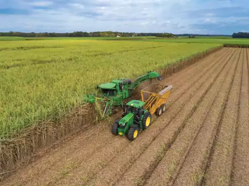 Aumenta la producción sustentable de caña de azúcar